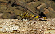 Black-tailed Skimmer (Female, Orthetrum cancellatum)